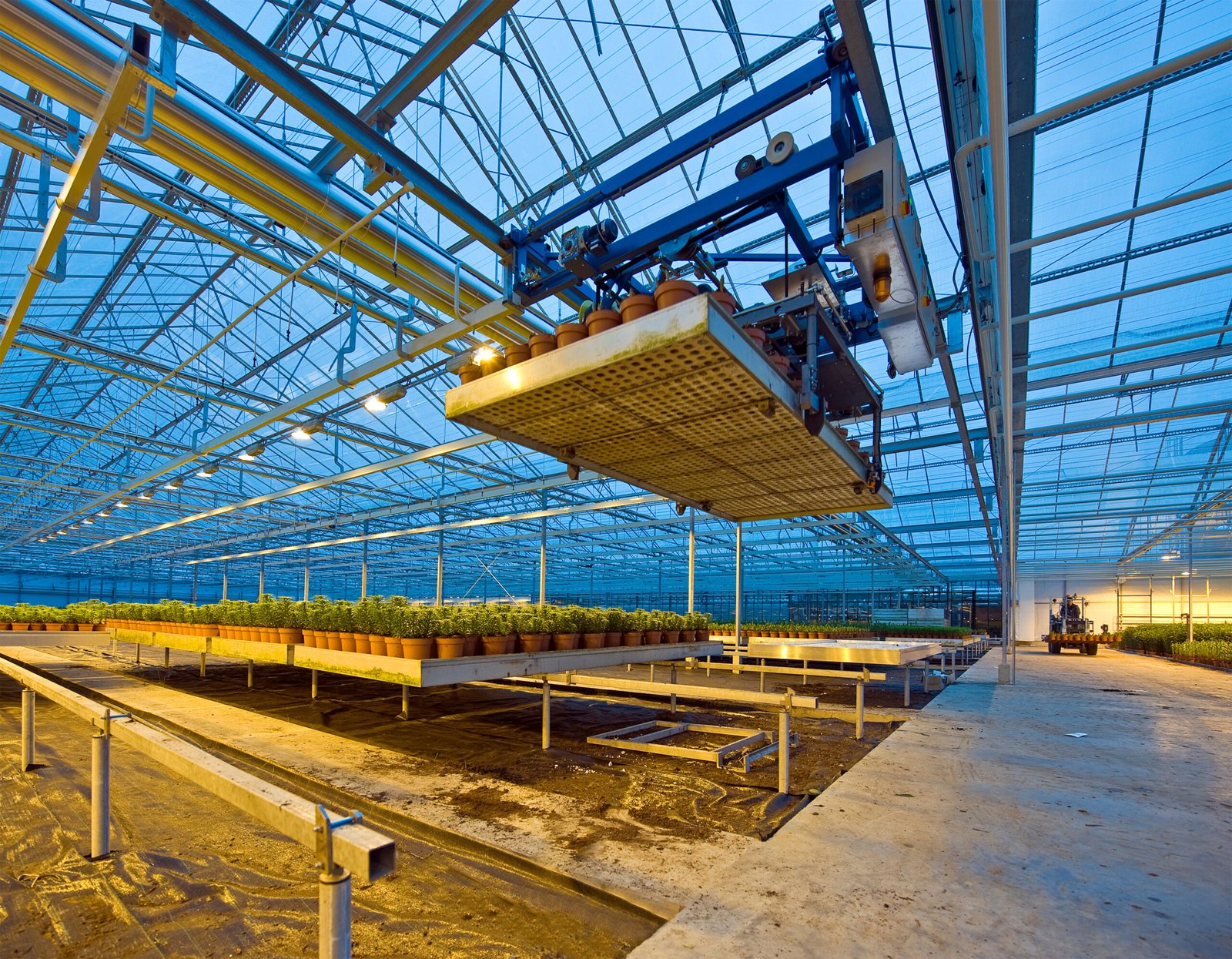 A pick and place robot unit in a tungsten lit glasshouse, arranging trays of lilies at dusk