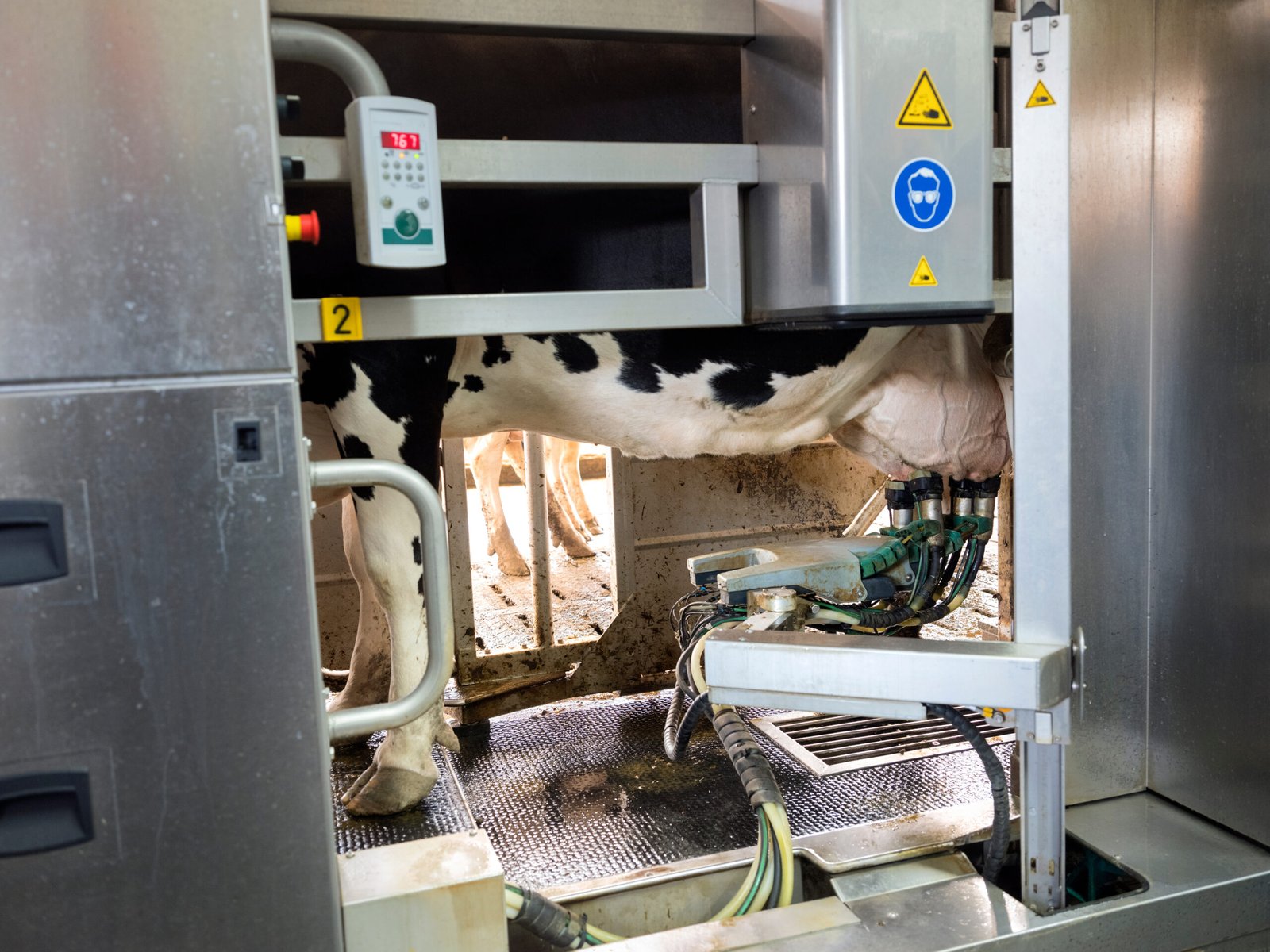 Black and white cow standing in a milking robot on a Dutch dairy farm in Holland, demonstrating Livestock & Dairy Farm Robotics in action.