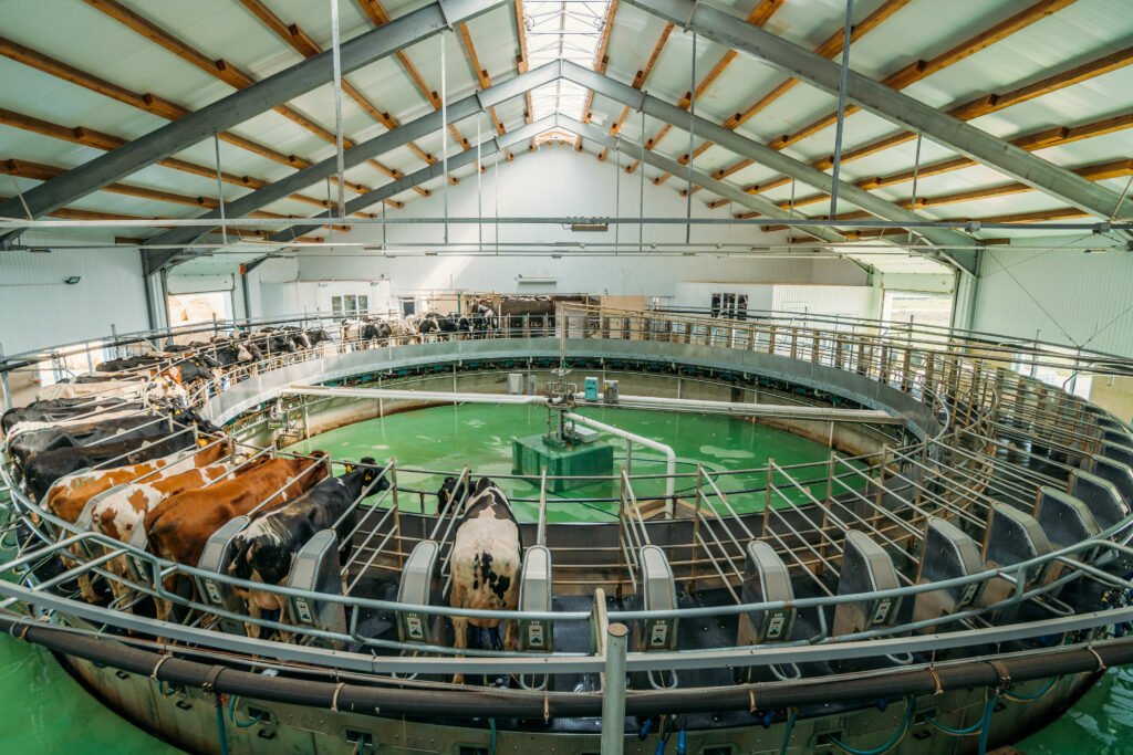 Milking cows using an automatic industrial milking system at a dairy farm, showcasing the efficiency of Livestock & Dairy Farm Robotics.