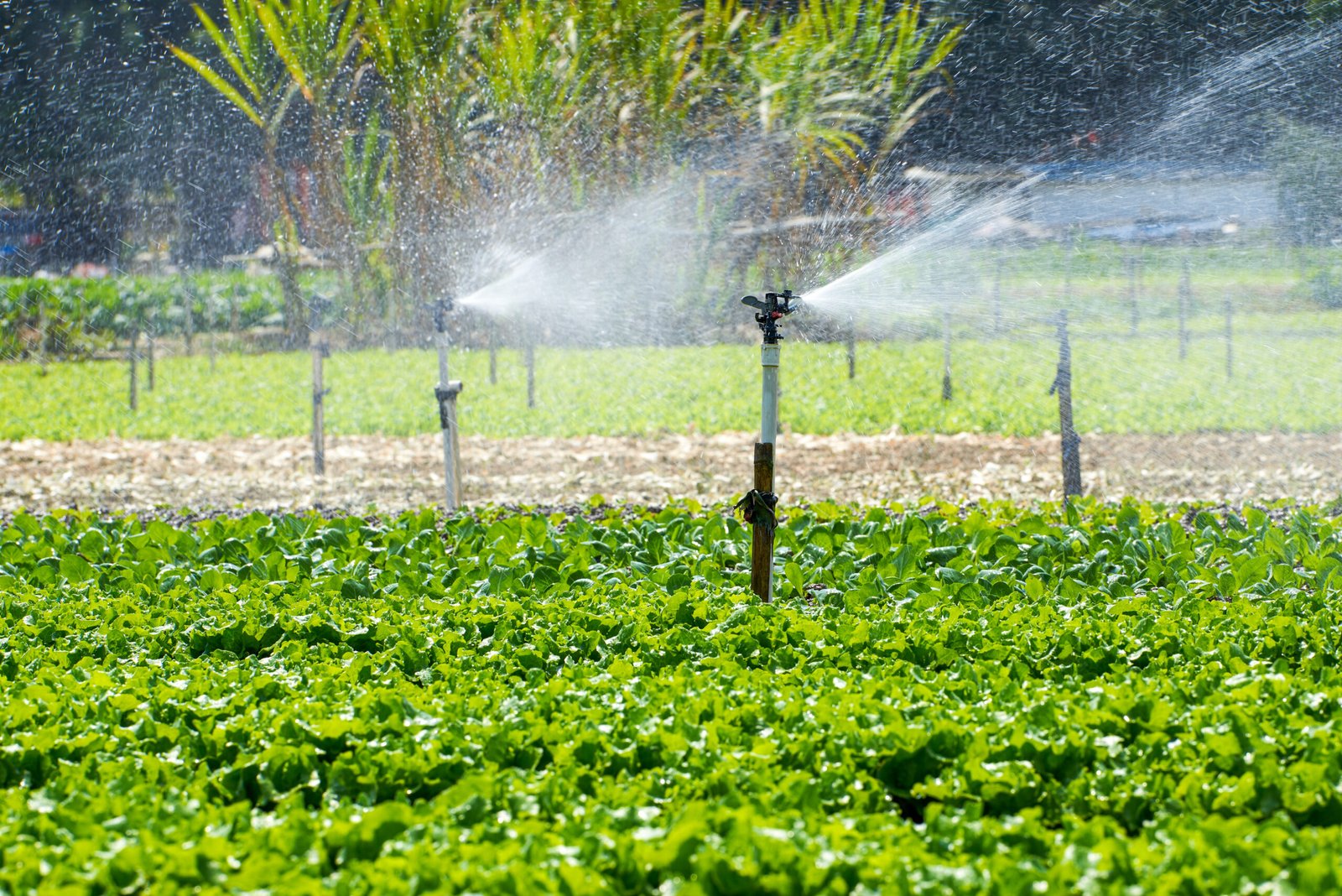 Automated sprinkler irrigation system in a farm field showcasing precision watering powered by Agricultural Robotics Solutions.